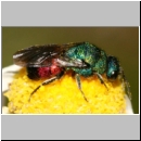 Hedychrum nobile - Sand-Goldwespe m01.jpg